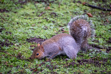 A Grey Squirrel foraging for food on the ground.