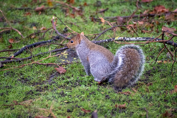 A Grey Squirrel foraging for food on the ground.