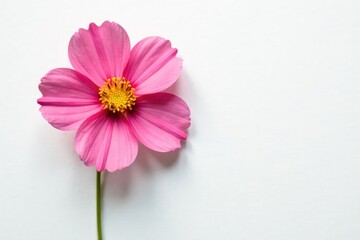 Isolated flower on white background with subtle texture, nature, garden, petals