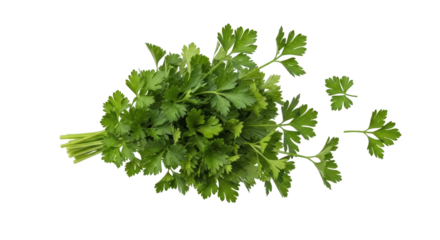 Detailed depiction of fresh green parsley herb isolated emphasizing parsley, herb, fresh with elegant tone and