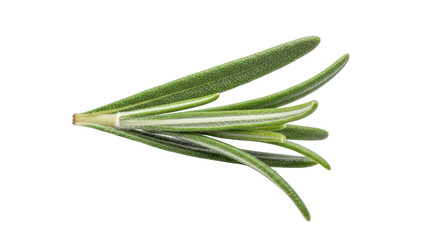 Fototapeta premium Detailed depiction of fresh green rosemary sprig isolated on a white background emphasizing rosemary, herb, sprig