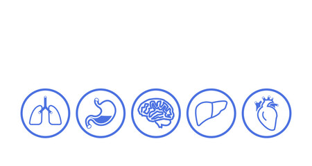 human organs icon liver lungs stomatch brain heart