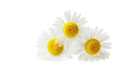 Three beautiful white daisy flowers concept highlighting daisy, daisies, flower captured in modern professional photography style