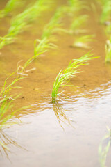 風に揺れる田植えをしたばかりの稲