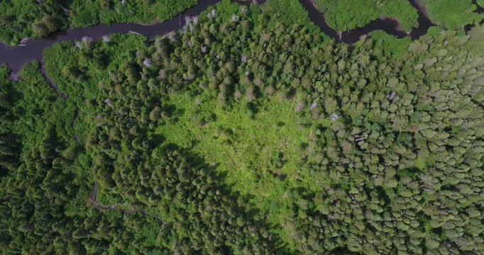 90-degree aerial top view of a forest and marsh with a sinuous river near Piopolis in Quebec. Scenic natural wetlands, winding waterway and untouched Canadian wilderness.