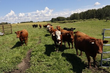 Cattle grazing on a hilly green summer pasture under a bright sun. The grass is green, sun is bright and the cattle look well fed and healthy. The herd of steers or grass cattle is very docile and hap