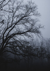 trees in the fog