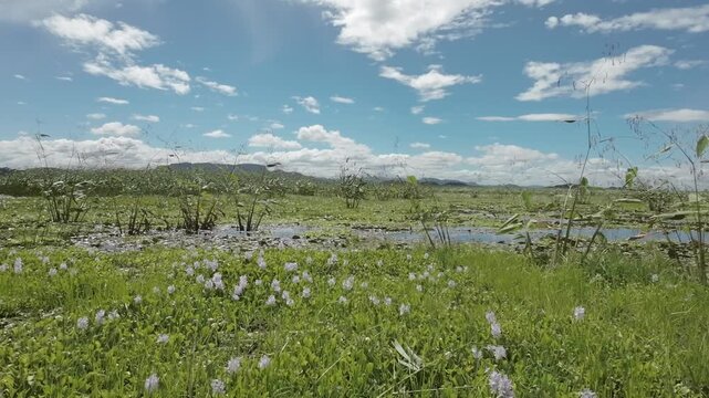 Vital Wetlands and Tropical Dry Forest Ecosystem of Palo Verde National Park
