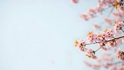 Cherry Blossom Branch in Spring