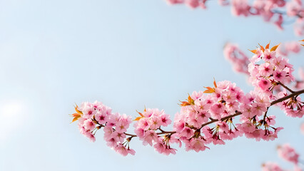 Pink Blossom Branch Against Blue Sky