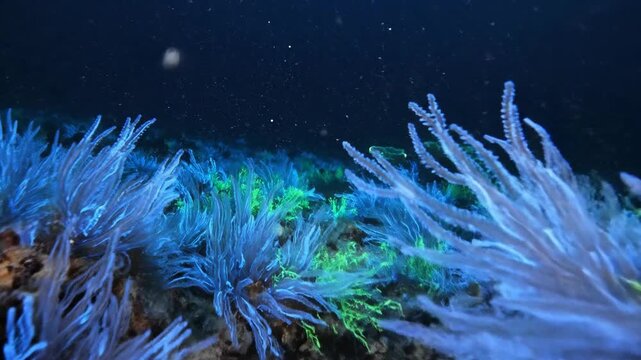 Bioluminescent algae illuminating a deep ocean trench with ethereal blue and green light, showcasing underwater life.