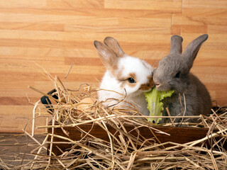 Two sweet baby rabbits sitting in a straw nest sharing a piece of fresh lettuce, creating a warm and adorable scene ideal for nature, pet-themed content, and cute seasonal designs