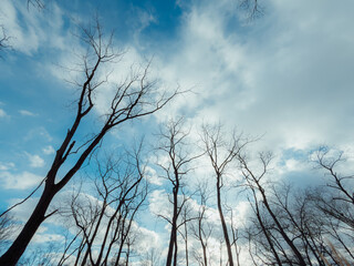 Looking up at trees and blue sky in winter. 