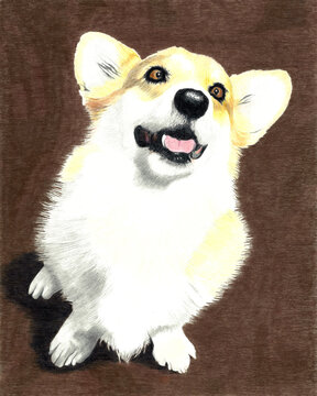Corgi Three