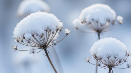 Frosty wildflowers standing tall in the snow isolated on transparent background