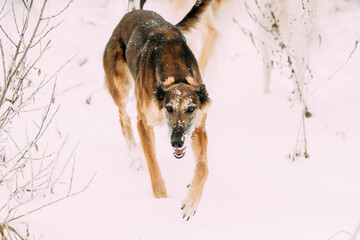 Hunting Sighthound Hortaya Borzaya Dog During Hare-hunting At Winter Day In Snowy Field