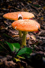 Vibrant Fly Agaric (Amanita Muscaria) Mushroom on the Forest Floor