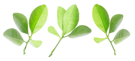 Green leaves of citrus plant isolated on white, set