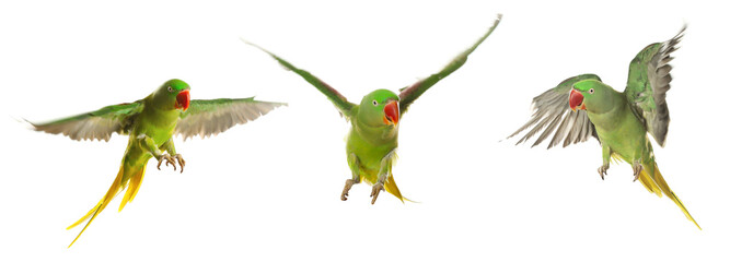 Collection of bright parrot flying on white background. Alexandrine parakeet