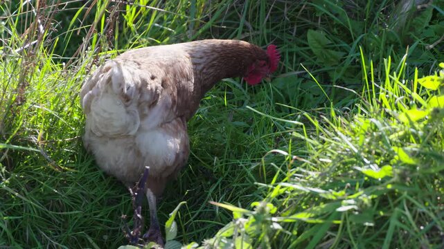 Red star chicken walking in grass on a sunlit summer day slow motion, farm freerun chicken.