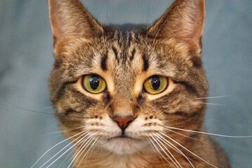 portrait of a cat © Frankie