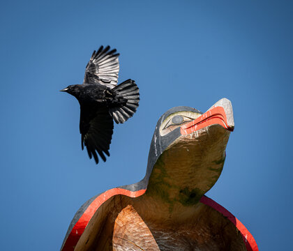 Carved eagle head on a traditional Haida totem pole with a live raven flying behind. Skidegate, BC, Canada, Sept 2025.