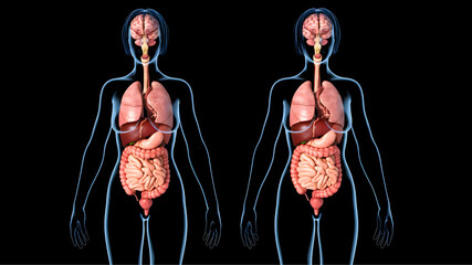 Detailed medical illustration showing the human nervous system and digestive organs, highlighting anatomical structures for educational and scientific use.