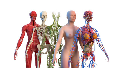 Illustration showing three full-body anatomical models: muscular system, skeletal system, and nervous system, ideal for teaching and scientific use.
