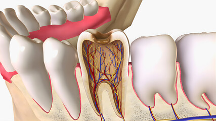 A close-up anatomical illustration of human teeth showing enamel, roots, and nerve structure, perfect for dentistry education and scientific use.