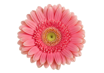 A vibrant pink gerbera daisy in full bloom isolated against a stark black background