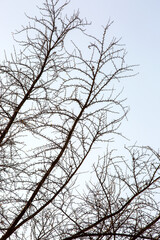 Thorny Acacia Tree Branches Silhouette on Clear Blue Sky Background