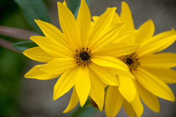 Bright Yellow Jerusalem Artichoke Flowers in Full Bloom with Dreamy Bokeh