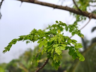 Obraz premium Moringa oleifera tree. Drumstick tree. Horseradish tree. Moringa oleifera leaves. Plant's nutritional and medicinal value.