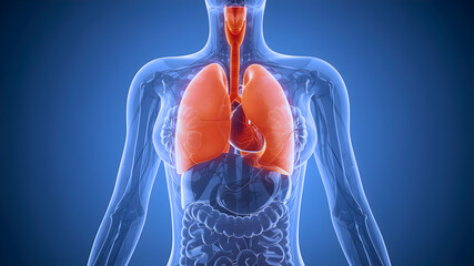 Anatomical illustration showing the structure of the human lungs, trachea, and bronchial system, ideal for medical studies and educational use.