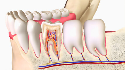 Detailed dental anatomy illustration showing tooth extraction, gum tissue, roots, and internal structures for dentistry education and clinical reference.