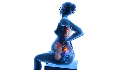 Digital anatomical illustration of a pregnant woman showing internal organs and fetal position in an X-ray style visualization for medical and educational use.