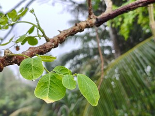 Moringa oleifera tree. Drumstick tree. Horseradish tree. Moringa oleifera leaves. Plant's nutritional and medicinal value.