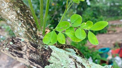 Moringa oleifera tree. Drumstick tree. Horseradish tree. Moringa oleifera leaves. Plant's nutritional and medicinal value.