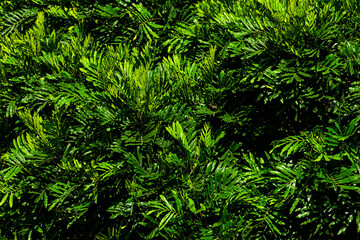 Photo of green leaves for background. Shadows, black, dark. Leaf. Nature.