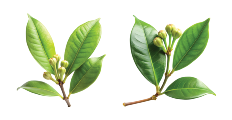 Clove Branch with Leaves: Fresh green clove leaves and an attached young clove bud on a small branch, botanical clarity, PNG style.