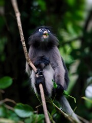 A Dusky leaf Macaque is hanging from a branch, holding leaves and chewing  green leaves in its mount at Kaeng Krachan National Park Thailand