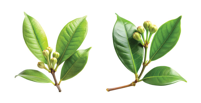 Clove Branch with Leaves: Fresh green clove leaves and an attached young clove bud on a small branch, botanical clarity, PNG style.
