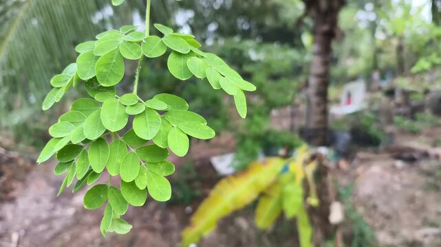 Moringa oleifera tree. Drumstick tree. Horseradish tree. Moringa oleifera leaves. Plant's nutritional and medicinal value.