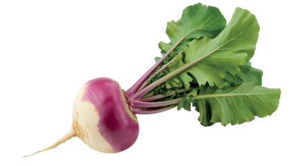 Fresh turnip root vegetable with green leaves isolated on transparent background