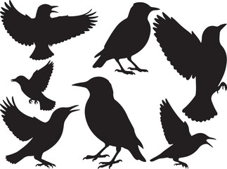 Obraz premium Starling Silhouettes