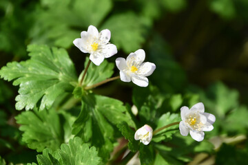 ニリンソウ　Windflower