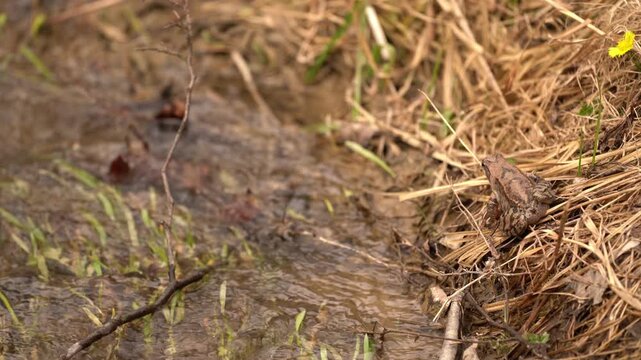 Common Frog (Rana temporaria) in Natural Habitat &ndash; European Amphibian Wildlife