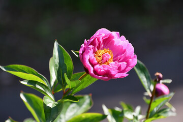 シャクヤク　「ラリアンス」　Peony