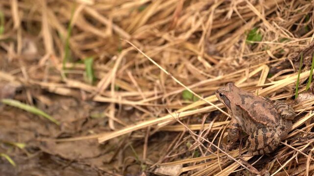 Common Frog (Rana temporaria) in Natural Habitat &ndash; European Amphibian Wildlife