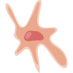 Fibroblast illustration